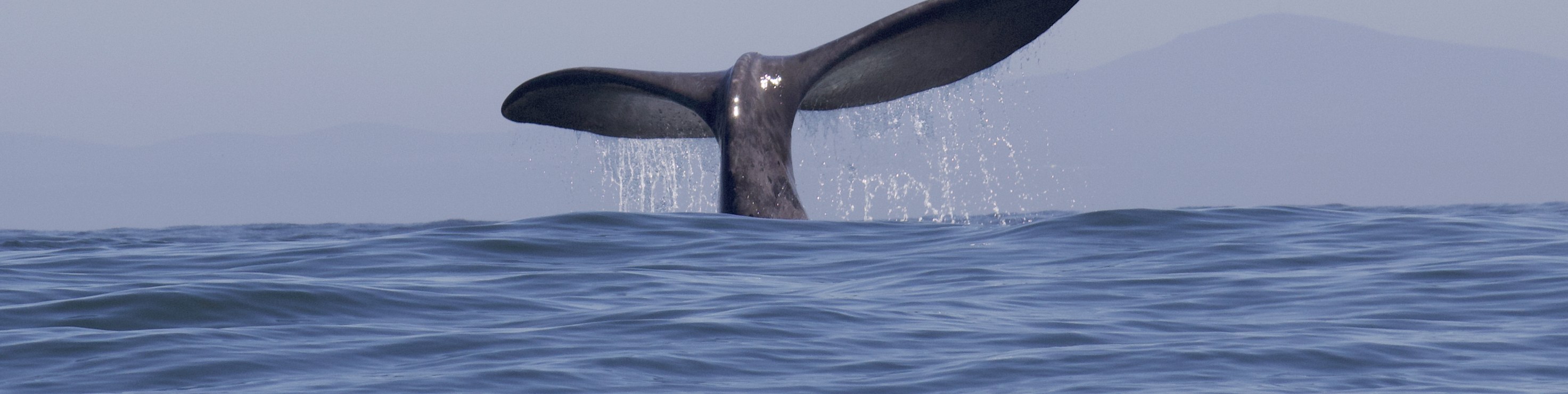 Ocean Wildlife Encounter