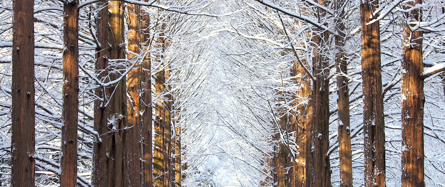 探索南怡島及更多精彩!完美一日遊,飽覽壯麗景色、探索獨特景點,並享有輕鬆便捷的交通接駁。 探索南怡島及更多精彩!完美一日遊,飽覽壯麗景色、探索獨特景點,並享有輕鬆便捷的交通接駁。
