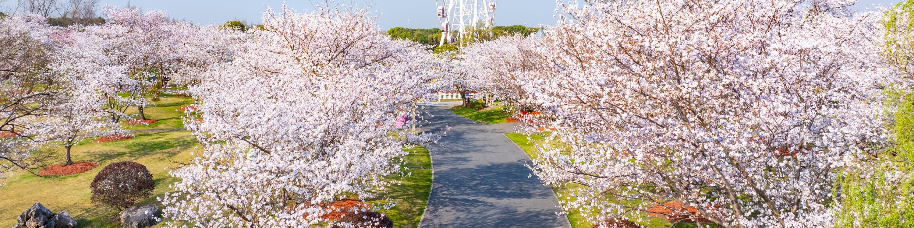 上海顧村公園櫻花盛開景色
