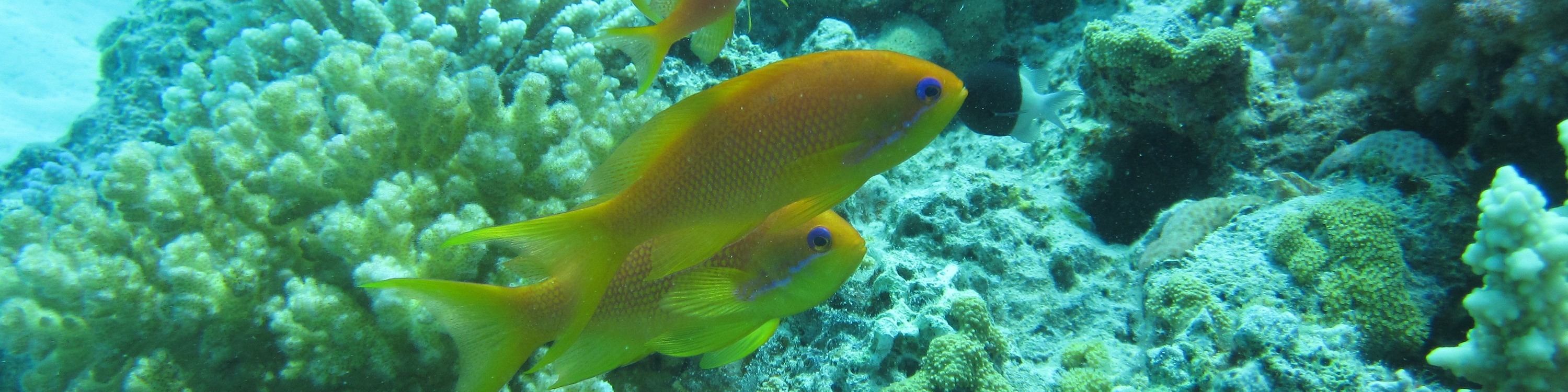 奧蘭治灣浮潛之旅（Orange Bay Island Snorkeling Trip）含水上運動 - 赫爾格達