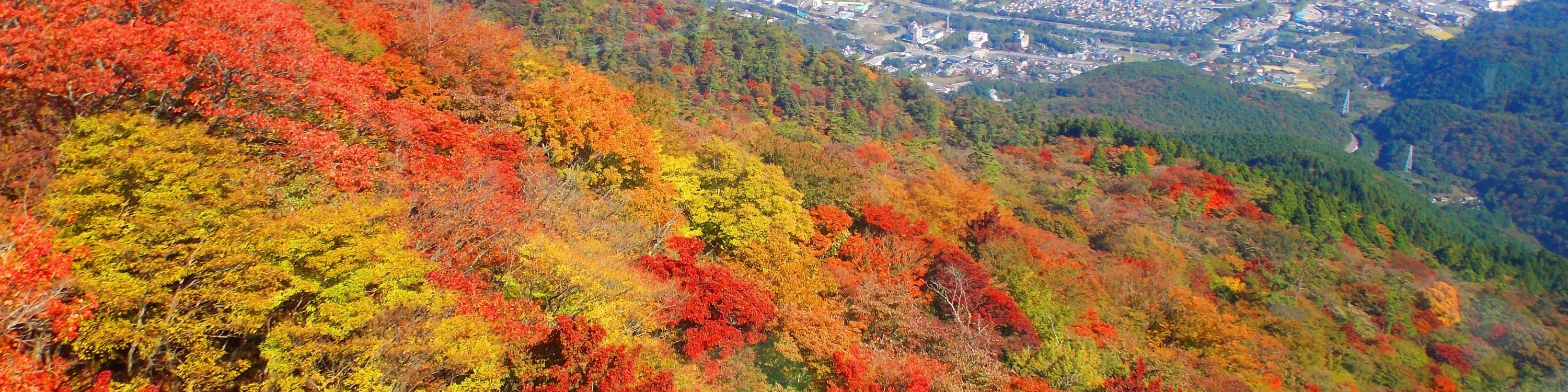 太宰府天滿宮 & 湯布院町 & 別府一日遊（福岡出發）