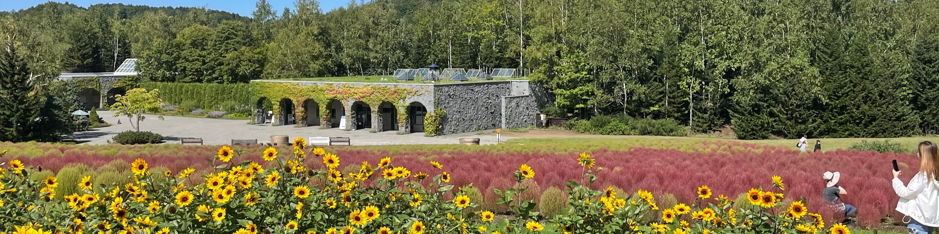 北海道｜秋櫻波波草＆八劍山BBQ＆定山溪／豐平峽紅葉一日遊