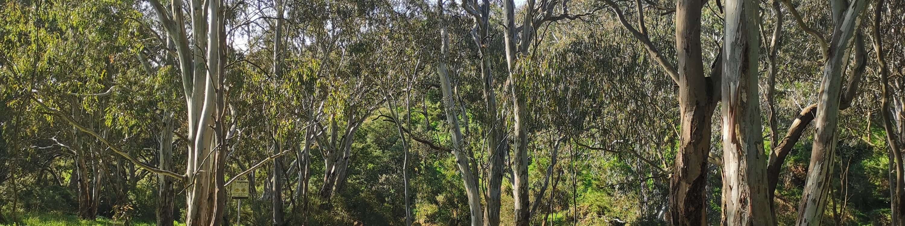 Yarra River Heritage Walk & Boathouse Lunch Experience