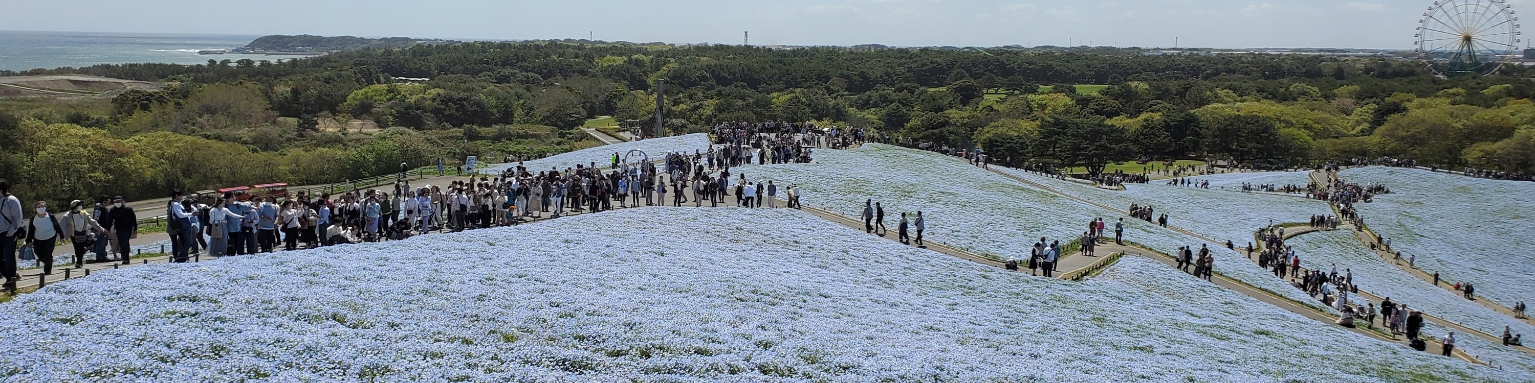從新宿出發的足利花卉公園和日立海濱公園一日遊
