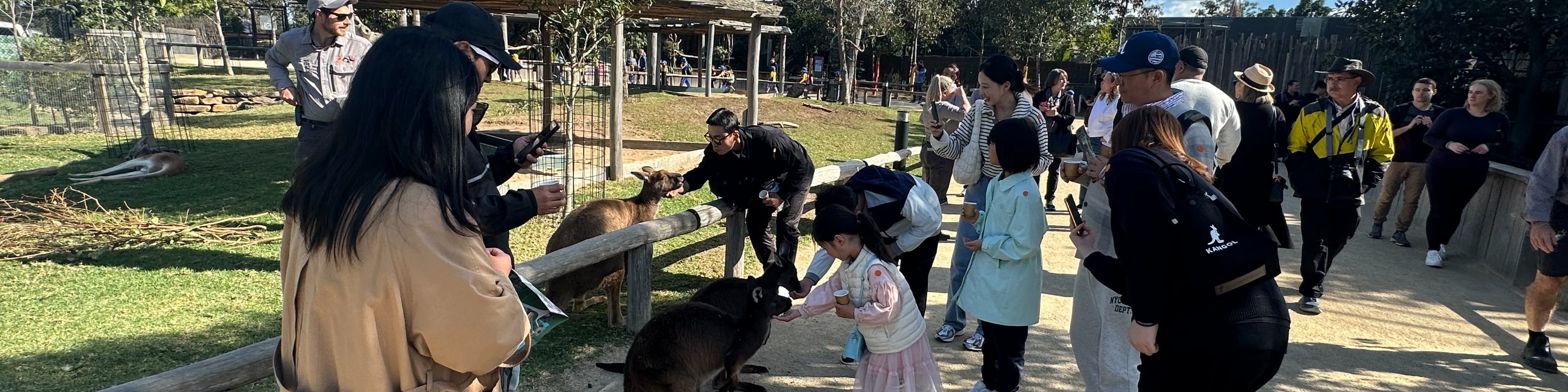 藍山星夜 & 雪梨動物園一日遊