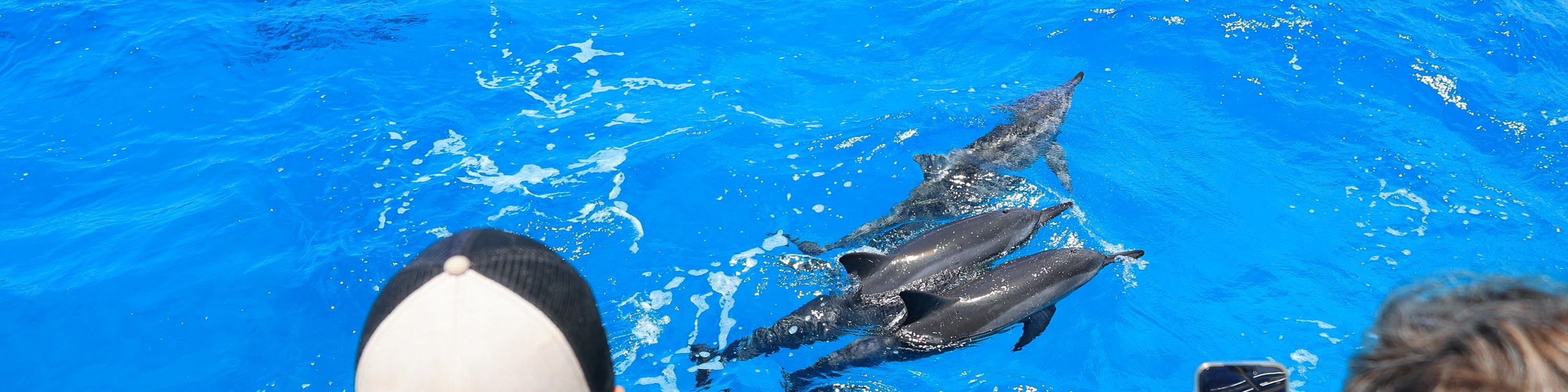 遊客在甲板上興奮地觀賞海豚及其他海洋生物