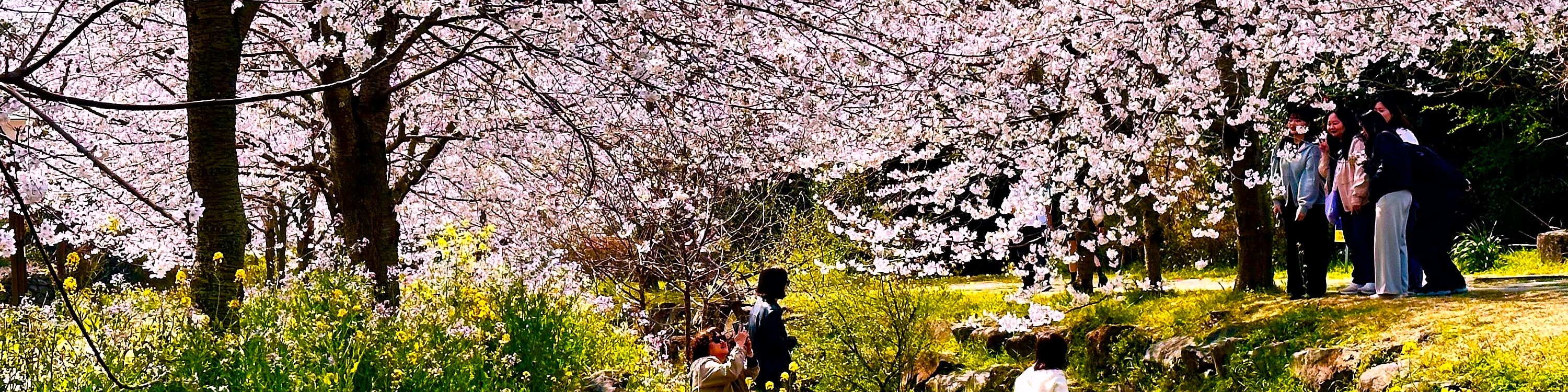 漫步於藝來生態公園(Yerae Eco Park)櫻花和油菜花盛開的風景小徑,是放鬆身心和拍攝季節性花卉的絕佳去處。 漫步於藝來生態公園(Yerae Eco Park)櫻花和油菜花盛開的風景小徑,是放鬆身心和拍攝季節性花卉的絕佳去處。