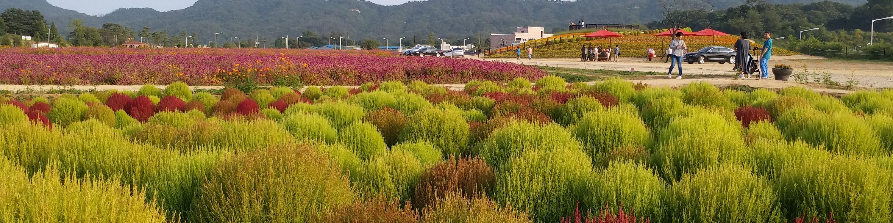 京畿/仁川秋季賞楓賞花一天團 楊州 Nari 公園/仁川夢想公園+斜坡滑車+傳燈寺+正西津+馬場湖水+Starfield+恩平韓屋村