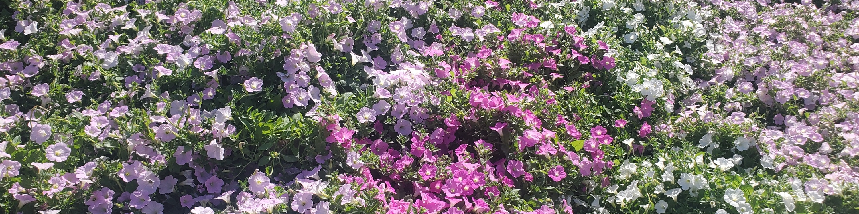 從新宿出發的足利花卉公園和日立海濱公園一日遊