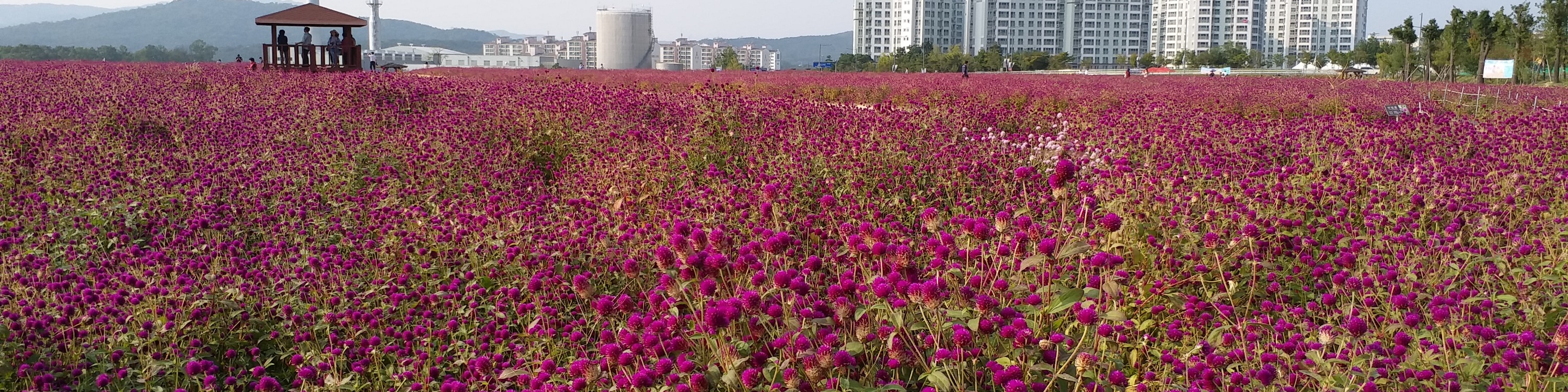 京畿道秋季賞楓賞花一天團