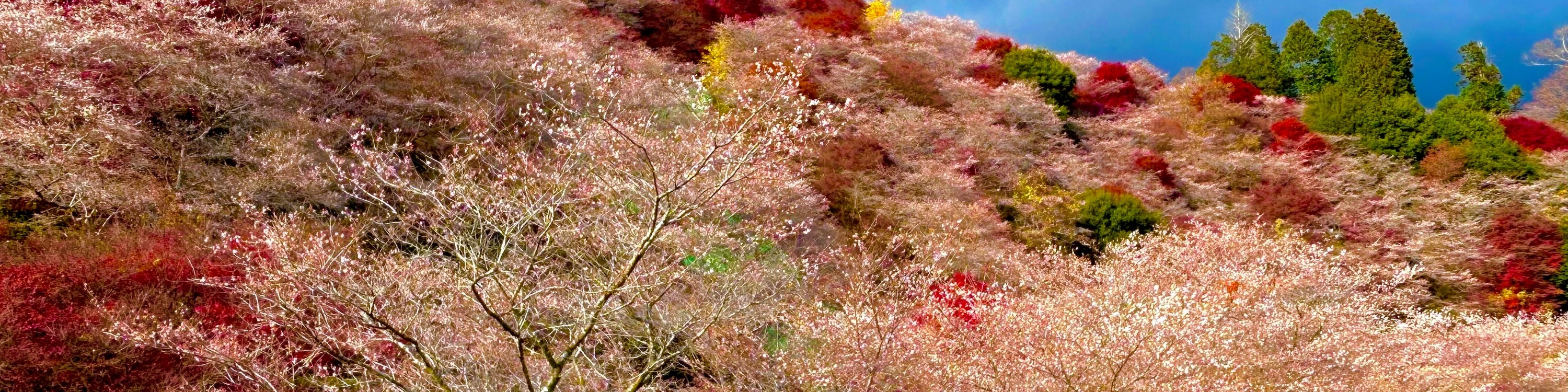 永保寺＆香嵐溪賞楓葉＆四季櫻一日遊（名古屋出發）