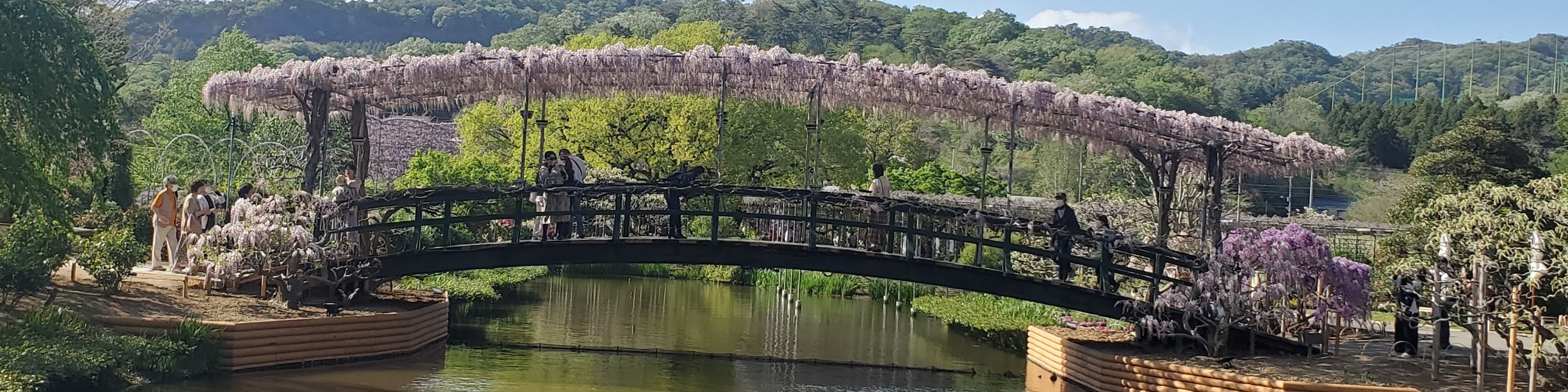 從新宿出發的足利花卉公園和日立海濱公園一日遊