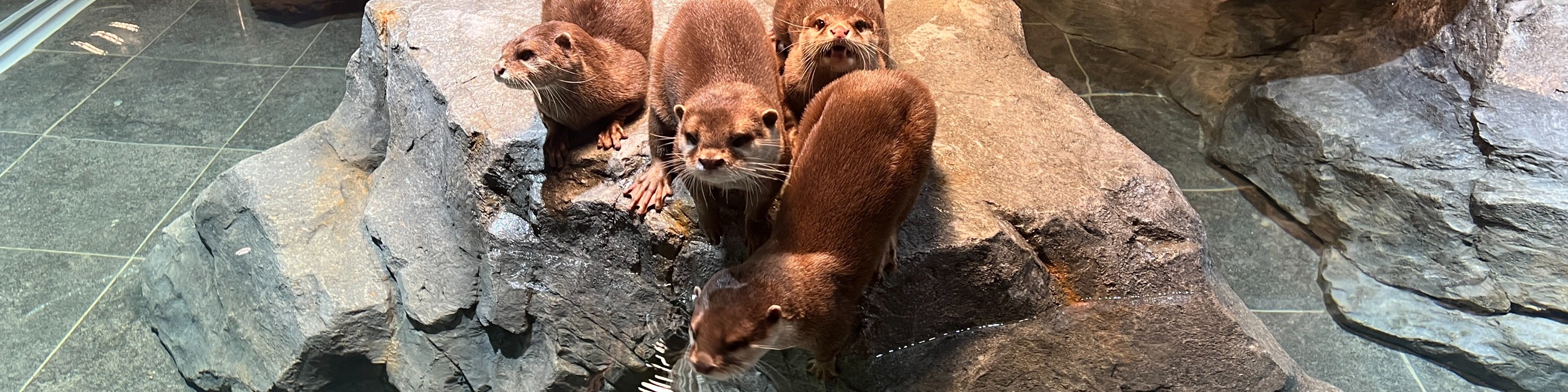 海棠鳥園+神秘動物園+水族咖啡廳往返接駁車