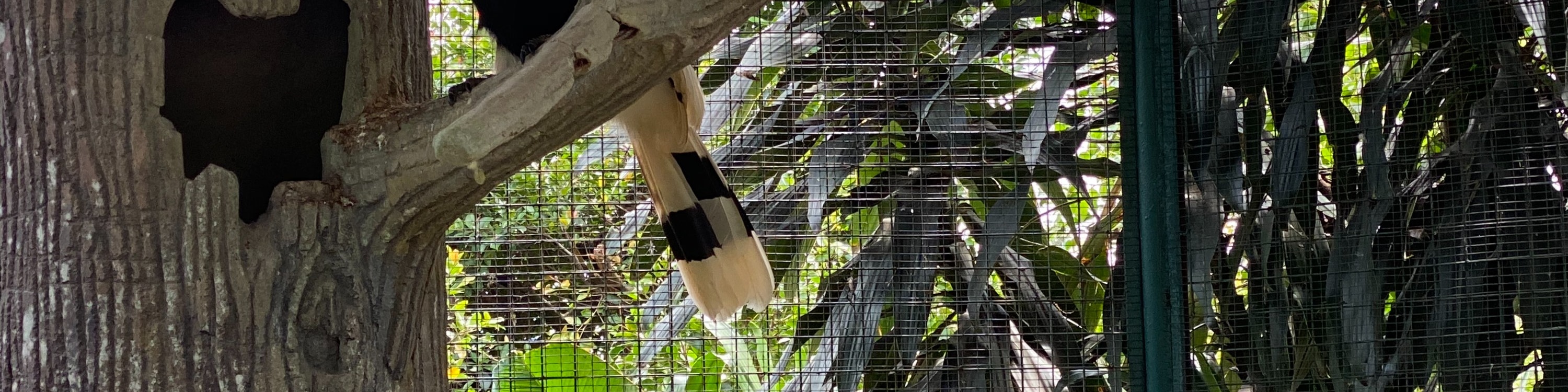 Hornbill Bird