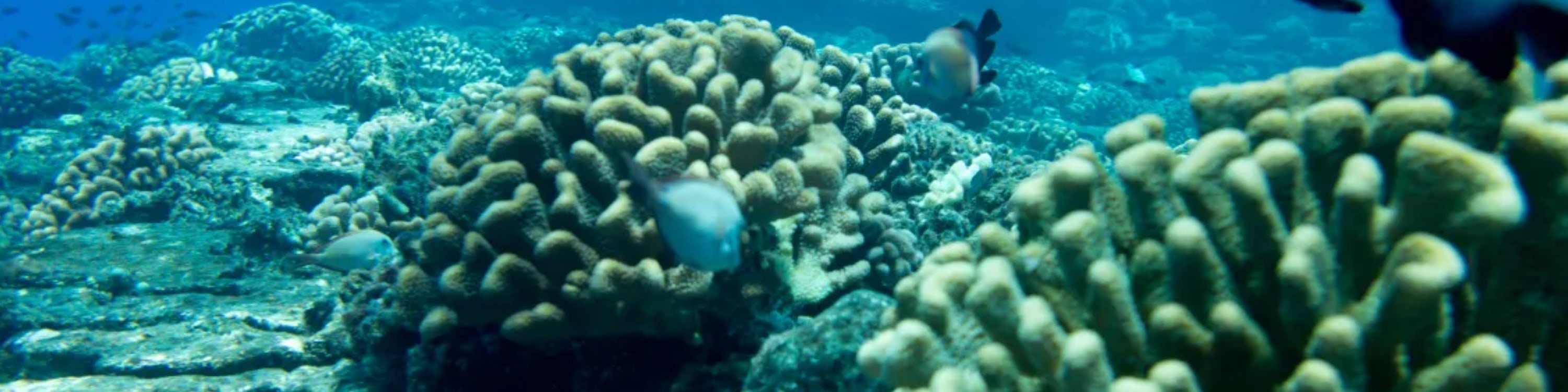 考艾島尼豪島與納帕利海岸船遊