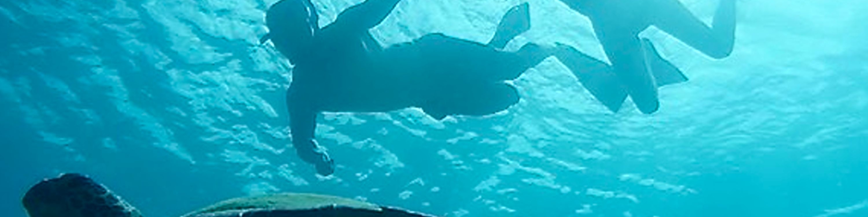 在海龜峽谷 (Turtle Canyon)，浮潛者與夏威夷綠海龜近距離同游