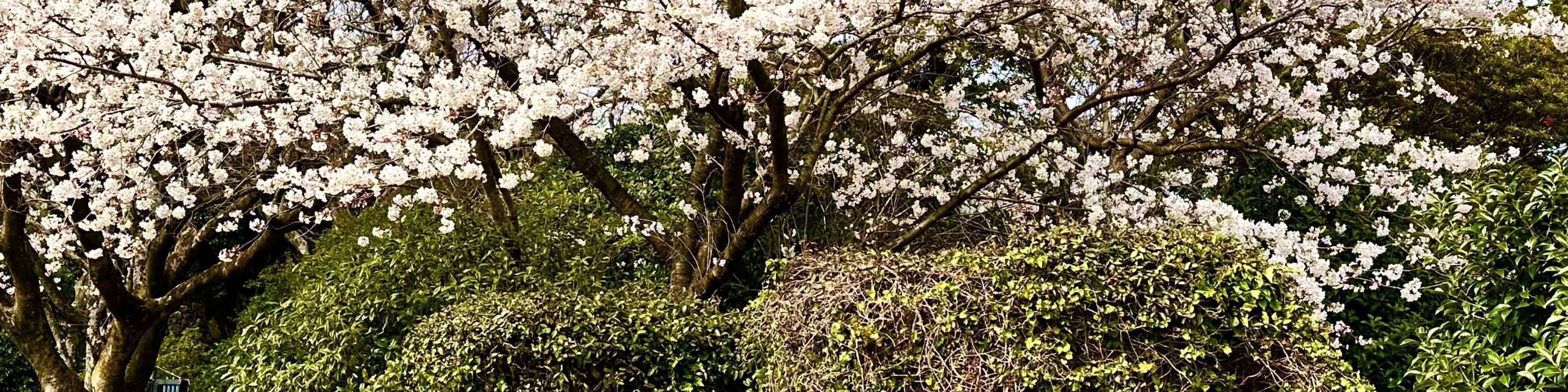 在O’Sulloc綠茶博物館放鬆身心,這裡被鬱鬱蔥蔥的綠色植物和櫻花環繞。 在O’Sulloc綠茶博物館放鬆身心,這裡被鬱鬱蔥蔥的綠色植物和櫻花環繞。