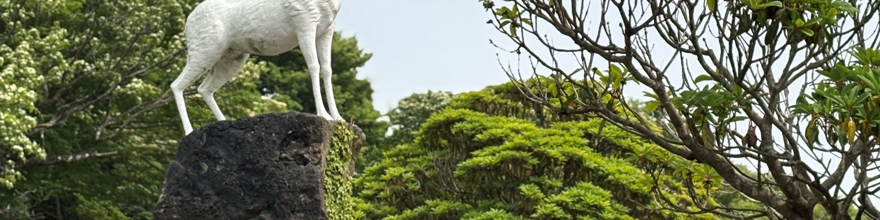 濟州賞櫻及草莓採摘小團一日遊