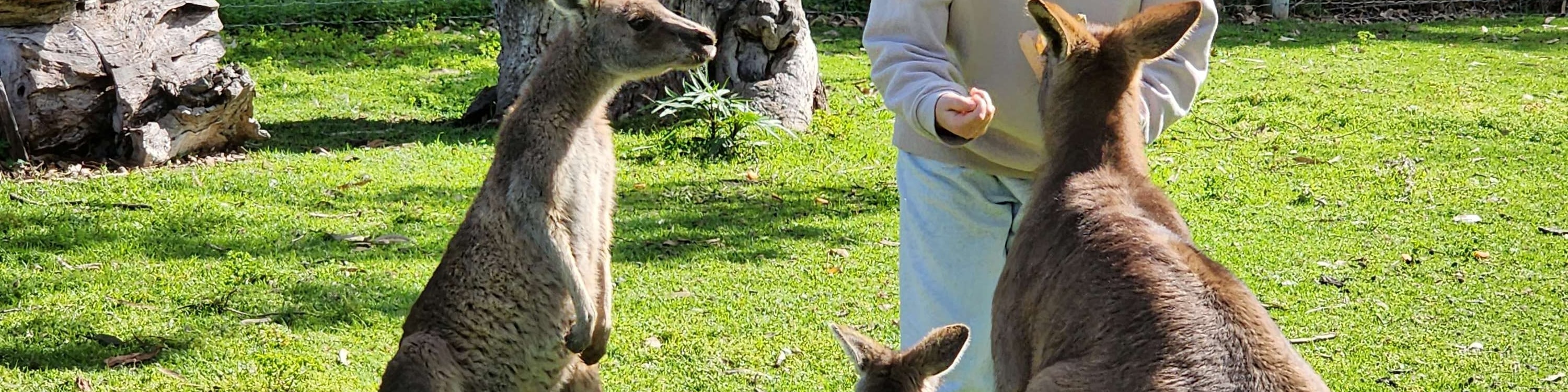 Cleland Wildlife Park & Historic Hahndorf Adelaide Hills Experience