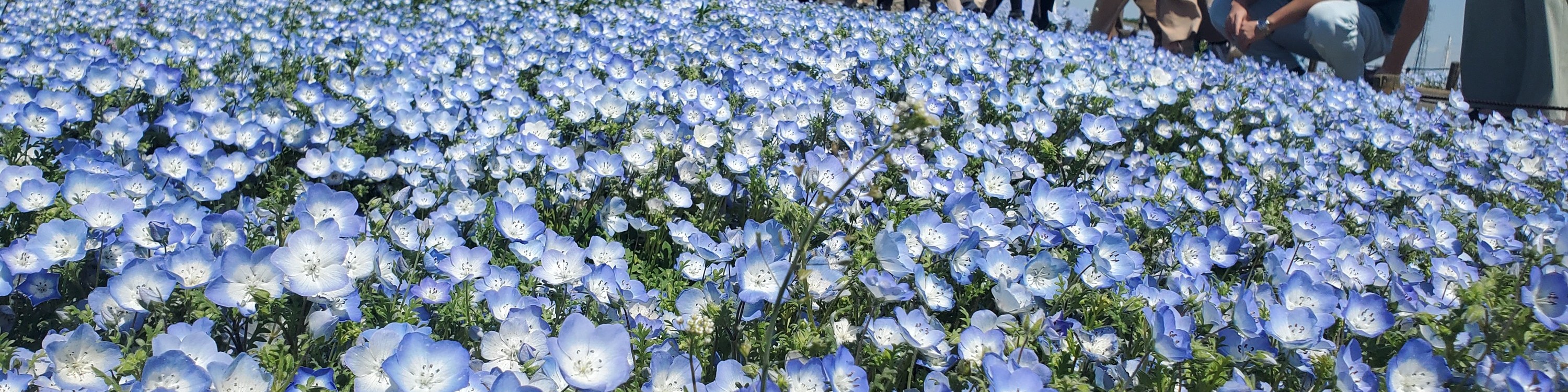 從新宿出發的足利花卉公園和日立海濱公園一日遊