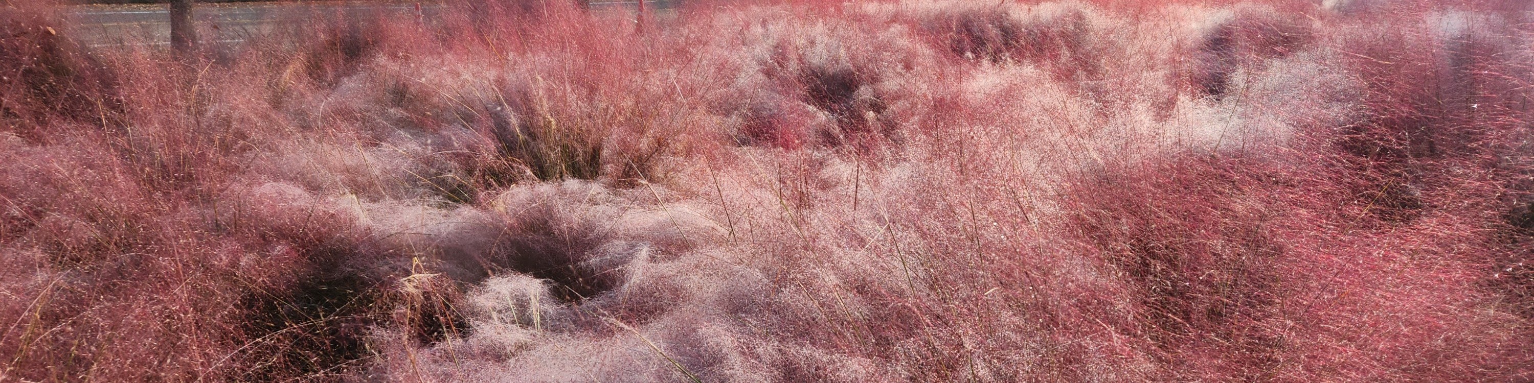 京畿道秋季賞楓賞花一天團