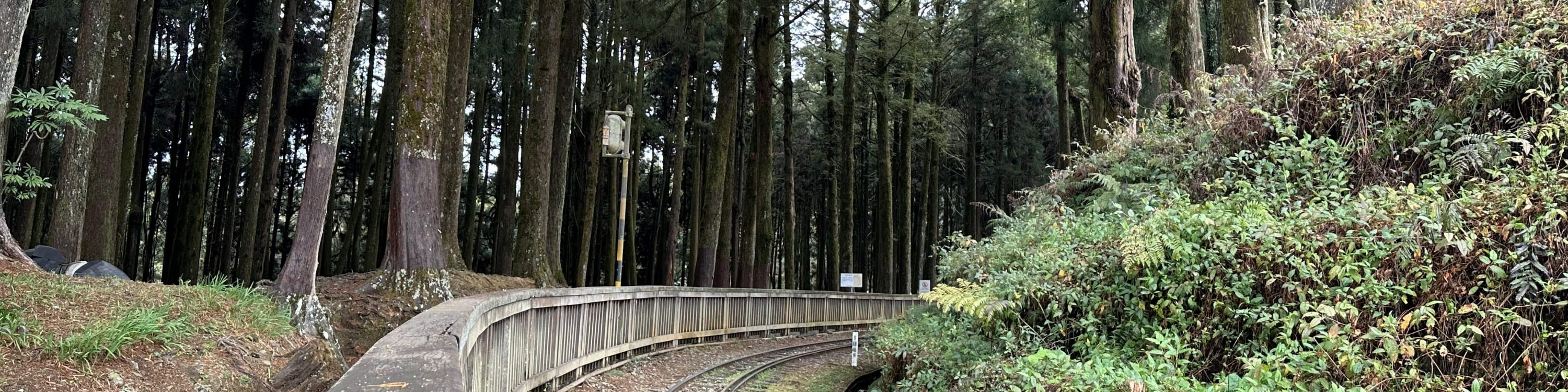 嘉義｜阿里山日月潭三日遊｜台北出發