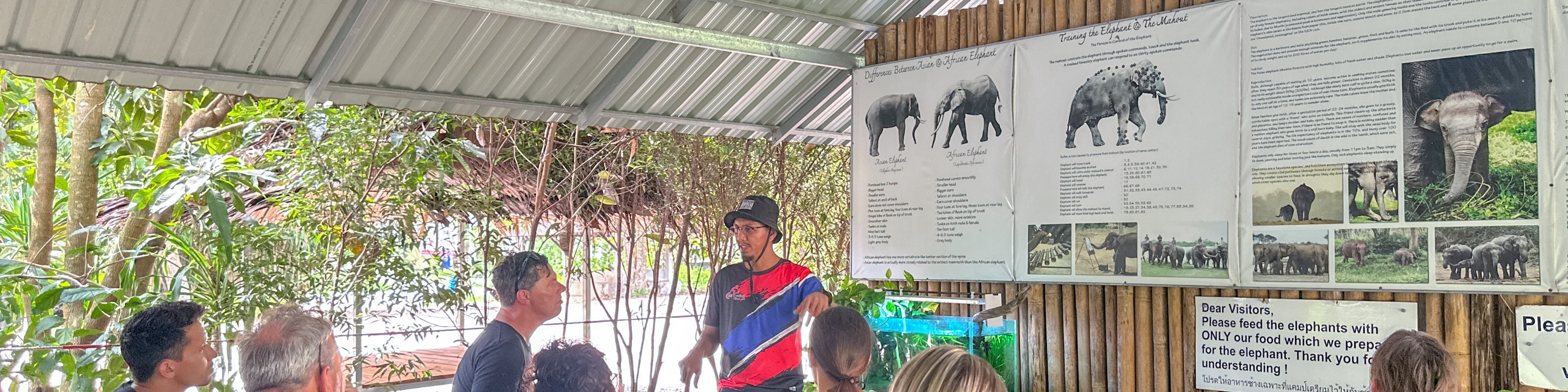 Upon arriving at the elephant sanctuary, you will receive an introduction, followed by a hands-on experience in preparing an elephant pill, then feeding time