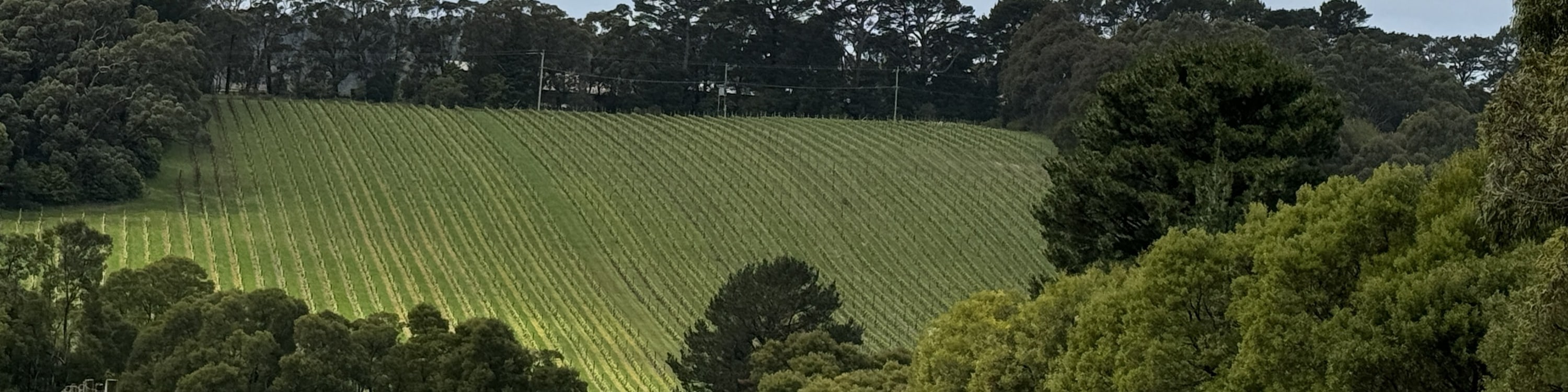 莫寧頓半島風景觀光和酒莊之旅
