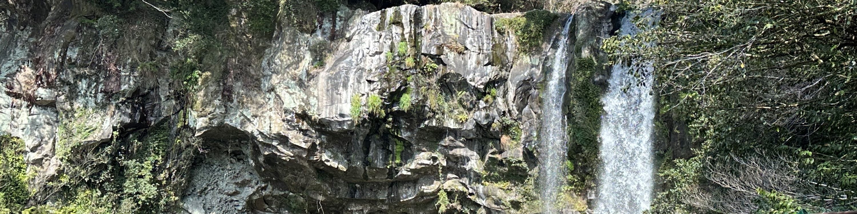 濟州賞櫻及草莓採摘小團一日遊