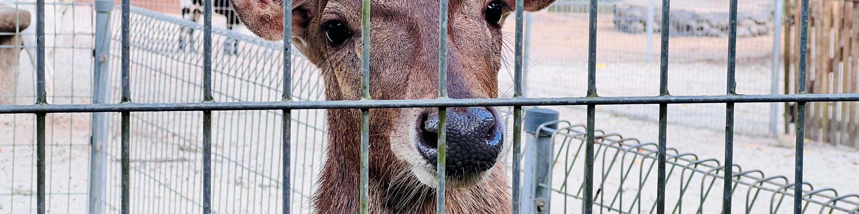 關丹 Zoo Teruntum 動物園門票