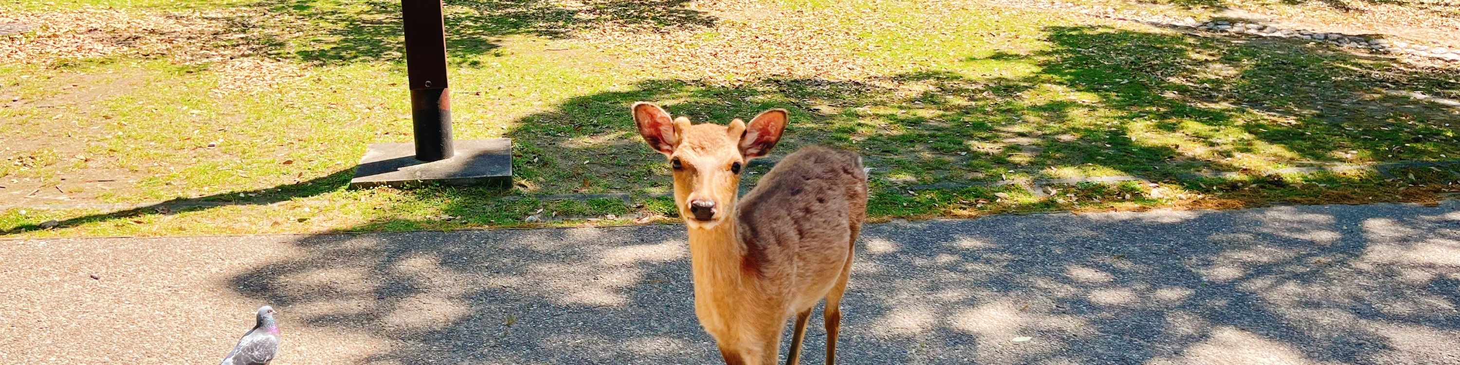 Nara Park's adorable deer are waiting to greet you!