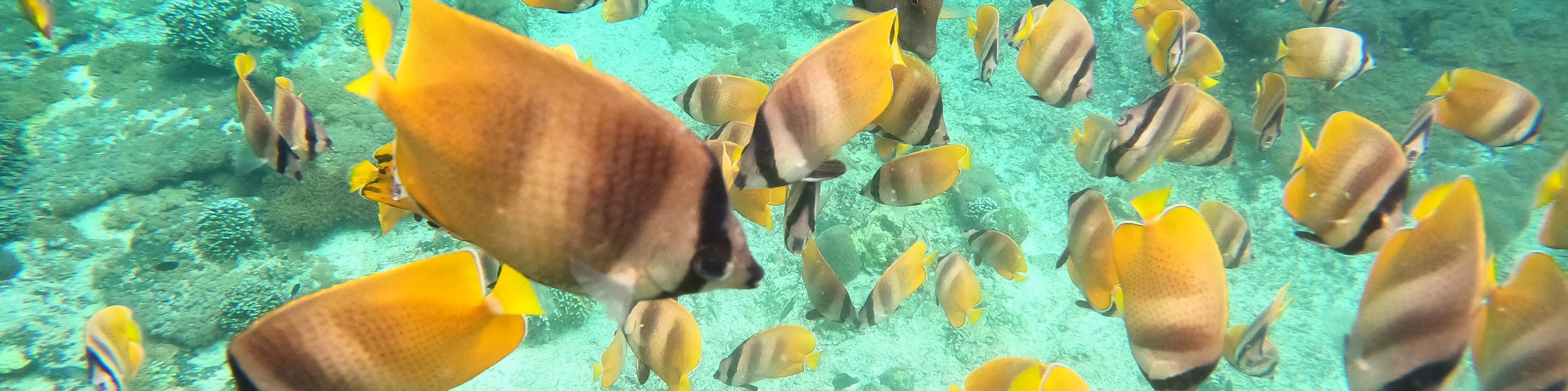 沙努爾 (Sanur) 海岸浮潛體驗