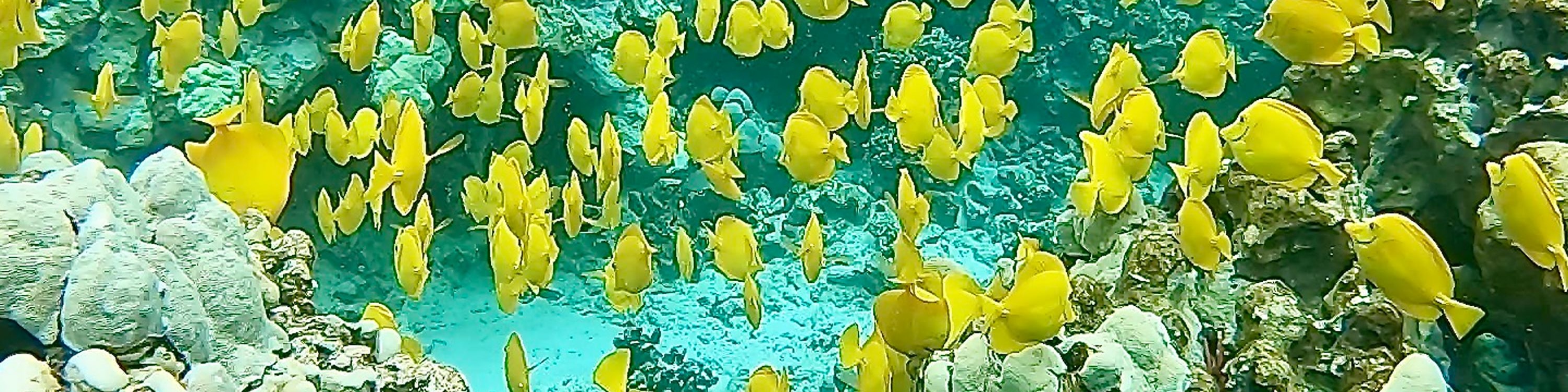 在清澈的凱阿拉凱夸海灣 (Kealakekua Bay) 水域中，欣賞色彩繽紛的熱帶魚在珊瑚礁間穿梭