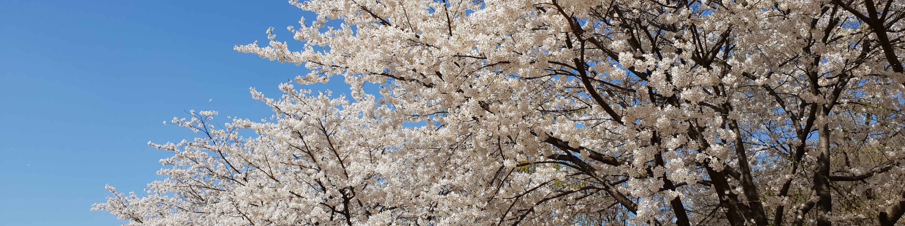 仁川春季限定之旅（首爾出發）