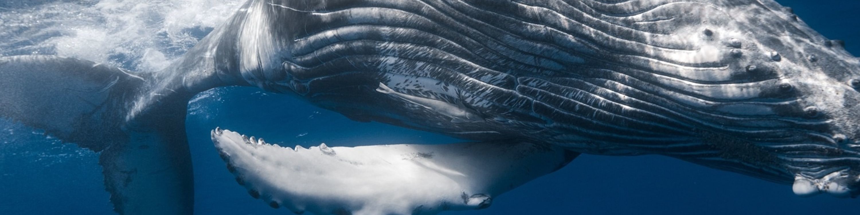 Whale Watching and Cayo Levantado Day Tour in Samana