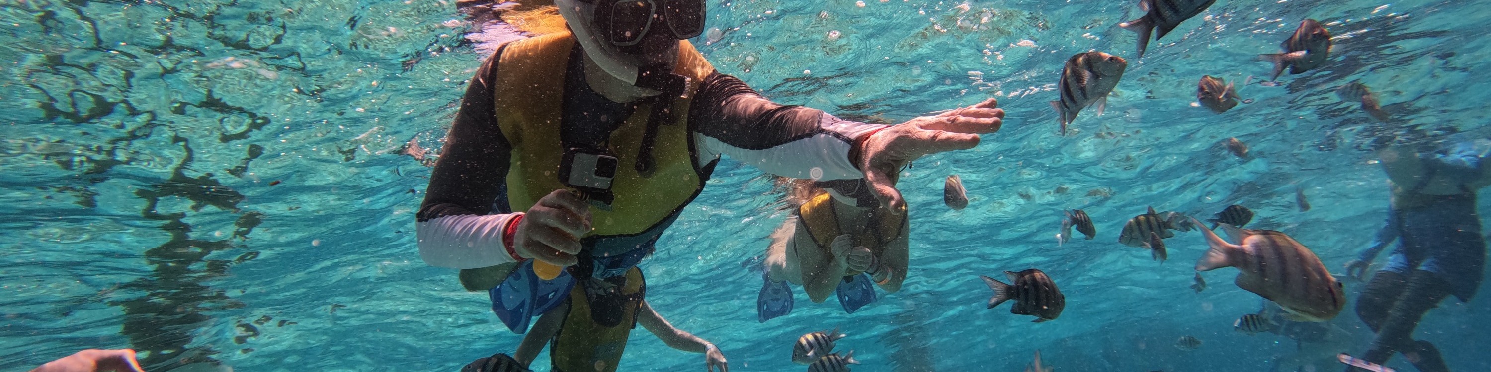 5合1浮潛之旅（探索海龜 / 珊瑚礁 / 水下雕塑博物館 / 沉船）