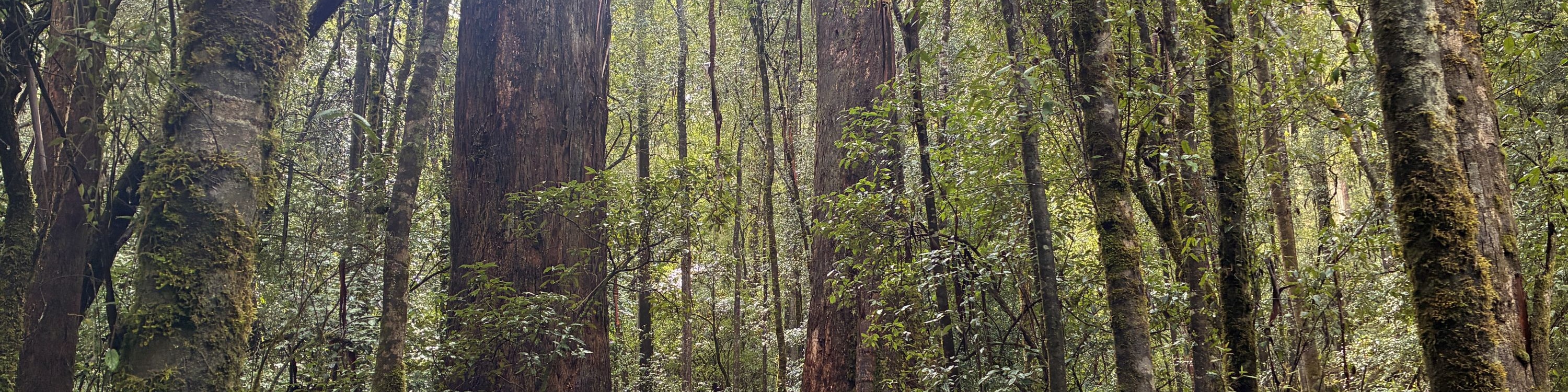 Mt Field National Park, Bonorong Wildlife & Mt. Wellington summit - Thumbnail 6