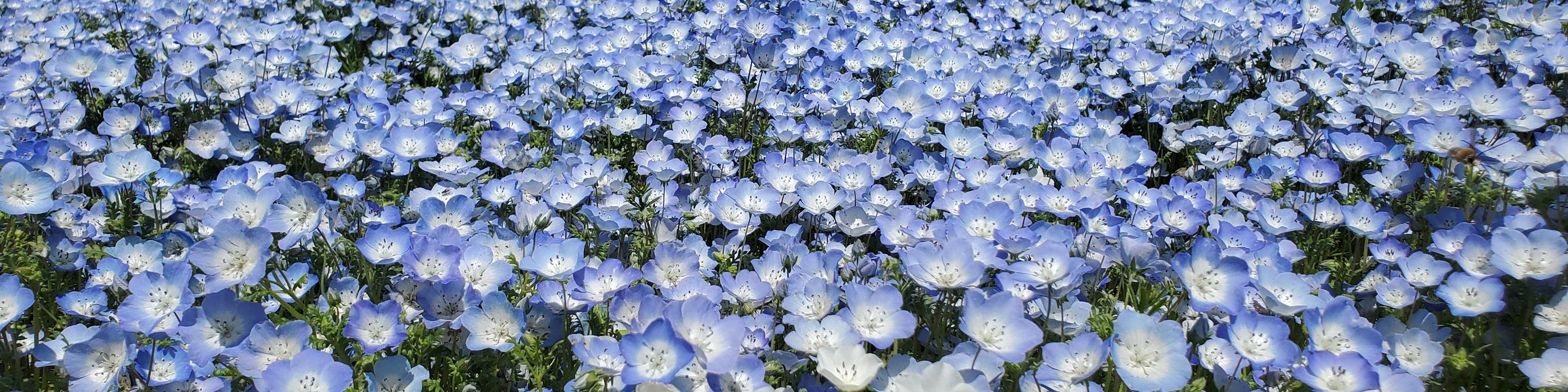 從新宿出發的足利花卉公園和日立海濱公園一日遊