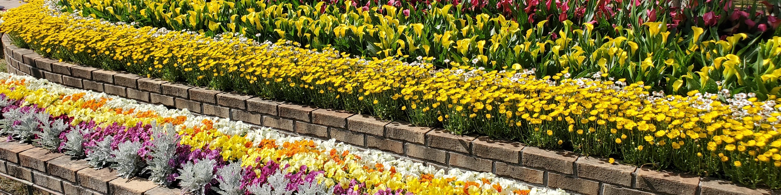 從新宿出發的足利花卉公園和日立海濱公園一日遊