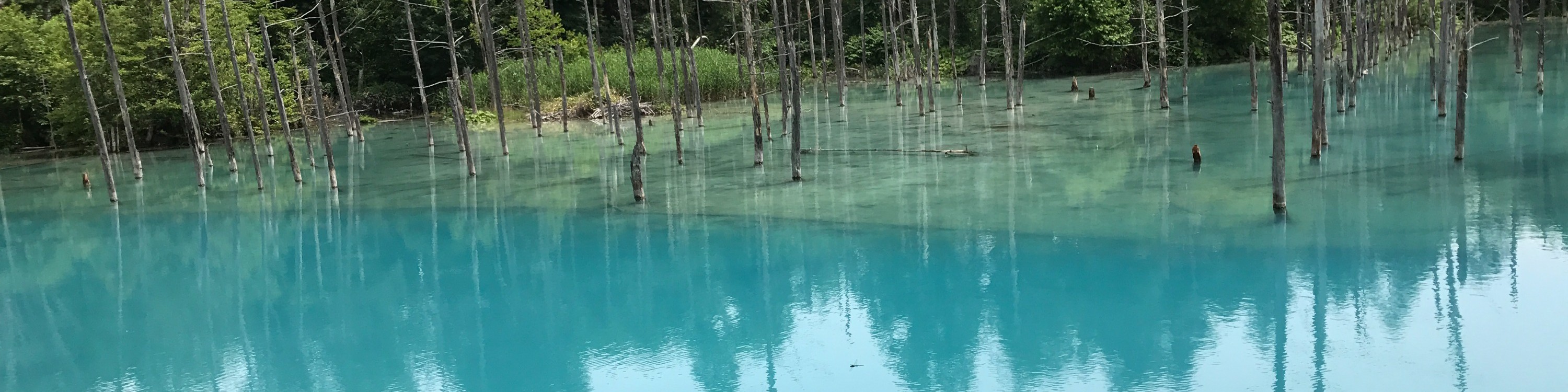 看看最著名的觀光景點之一，北海道美瑛的白金青池