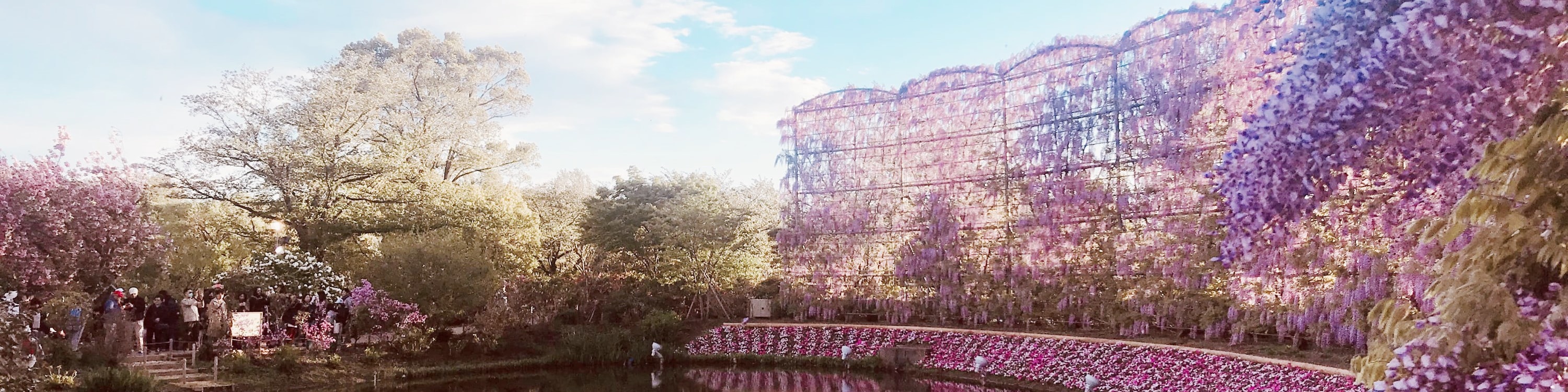 茨城國營常陸海濱公園粉蝶花＆足利花卉公園紫藤花賞花一日遊｜東京出發
