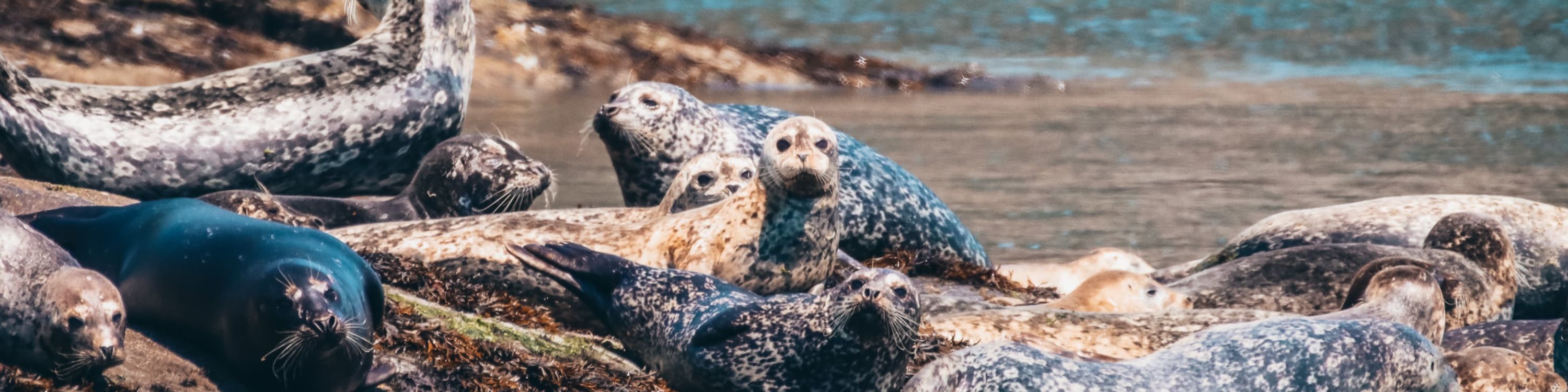 Spot marine life as you explore Vancouver’s natural beauty by sail