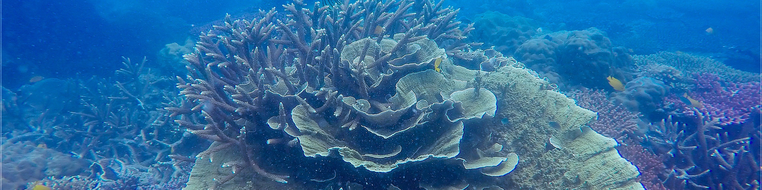 昆島4島跳島快艇之旅（含浮潛）