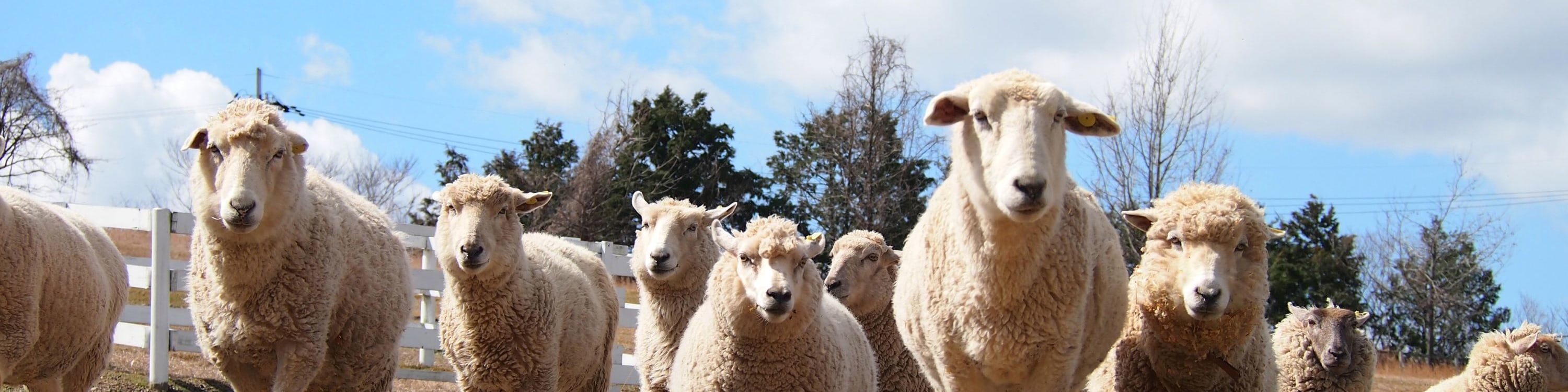 [Sakai Green Museum Harvest Hill] Harvest Hill Admission Ticket