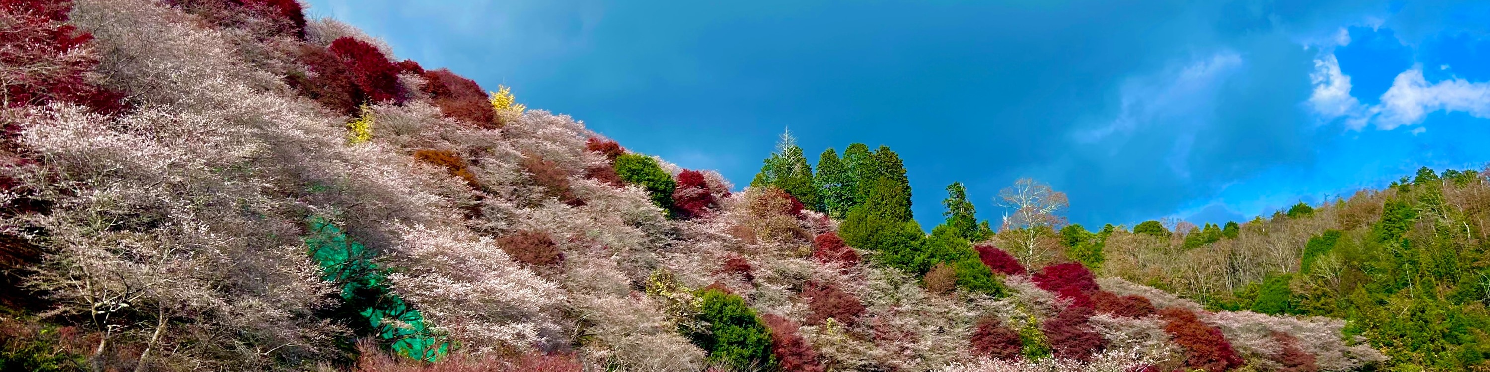 永保寺＆香嵐溪賞楓葉＆四季櫻一日遊（名古屋出發）