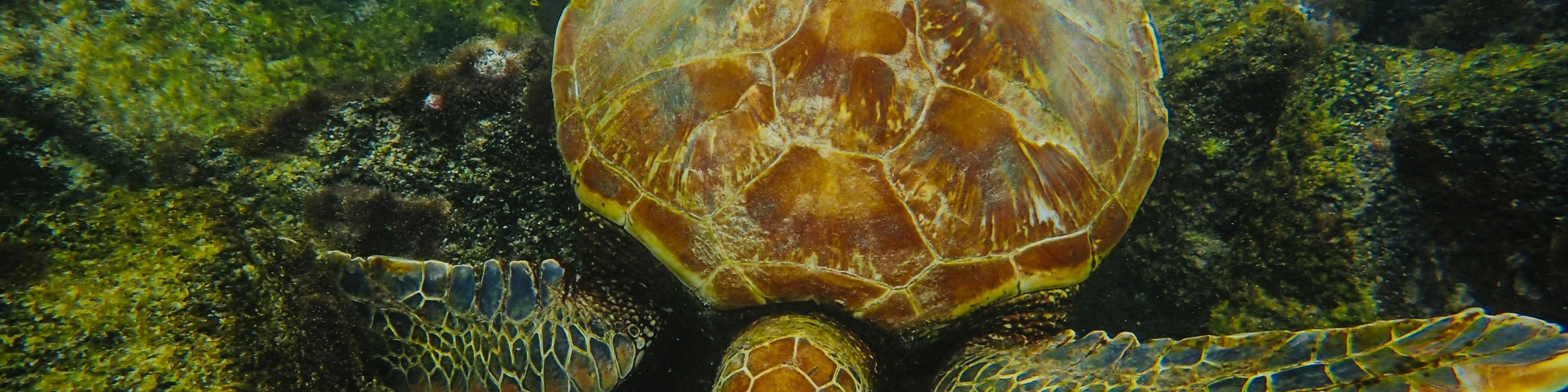 Turtles snorkeling in Mirissa