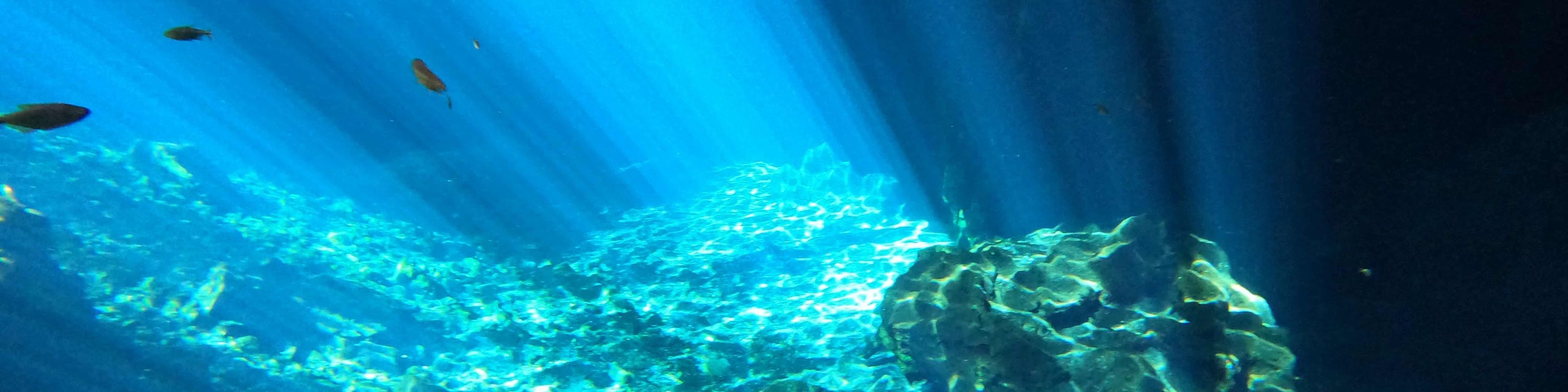 Fishes dart through the clear cenote waters, adding vibrant life to the tranquil underwater world