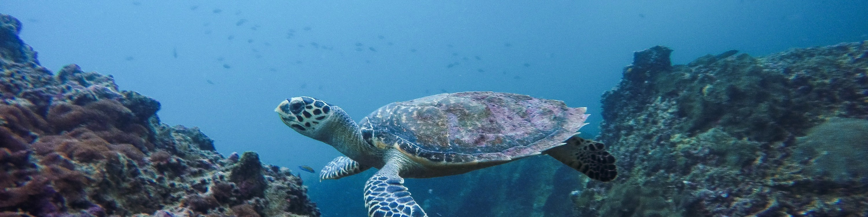 皮皮島 PADI 潛水課程