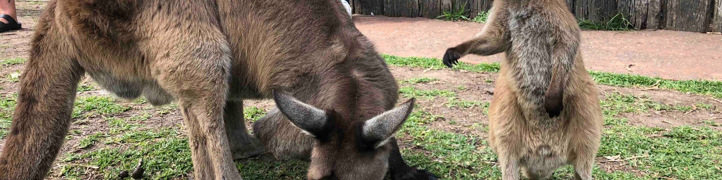 獵人谷葡萄酒 & 野生動物探索之旅