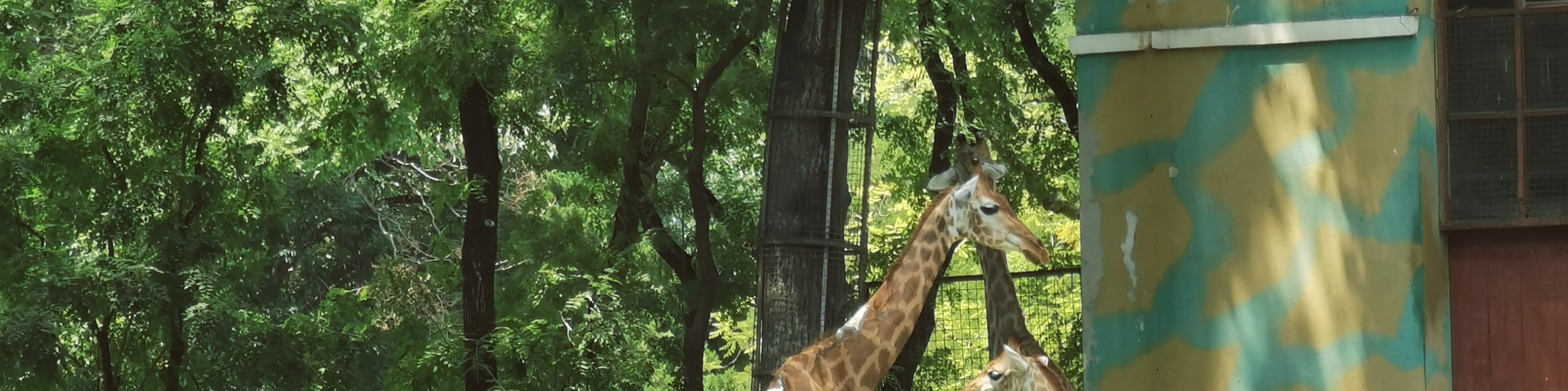 北京動物園&首都博物館 包車遊覽